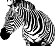 zebra adelphie - Onlinemarketing und Webdesign in Hagen NRW