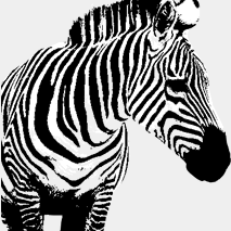 adelphie Zebra